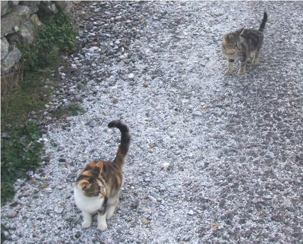 КОтята из замка святой Елены на Тиносе