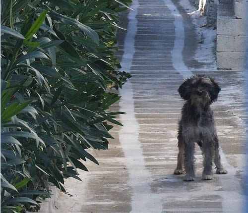 Тинос