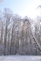 лес зимой
